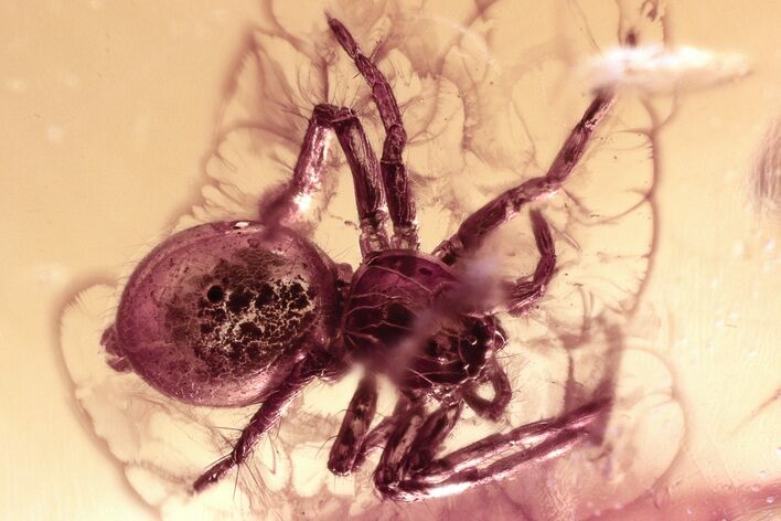 Detailed Fossil Spider (Araneae) In Baltic Amber #300740